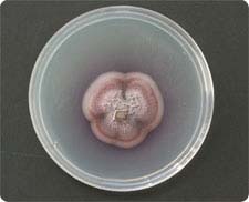 Culture plate of Gliocladium roseum, an endophytic fungus that produces myco-diesel hydrocarbons.