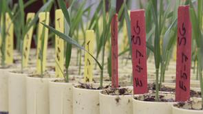 vimeo wheat video